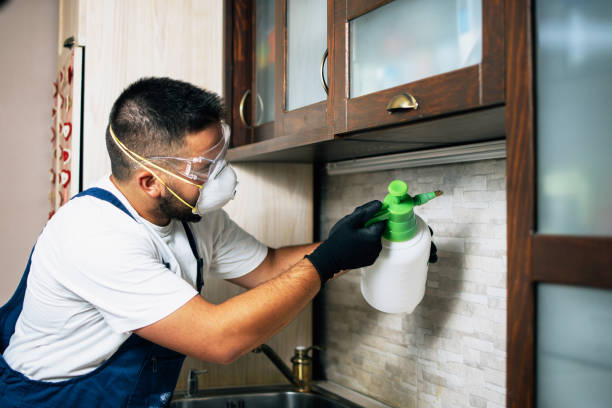 Best Wasp Removal Services  in Somerset, KY