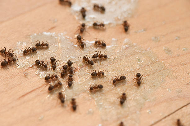 Best Wasp Removal Services  in Somerset, KY