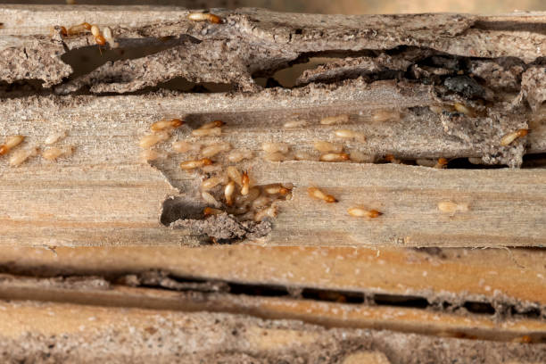 Best Pest Control for Homes  in Somerset, KY