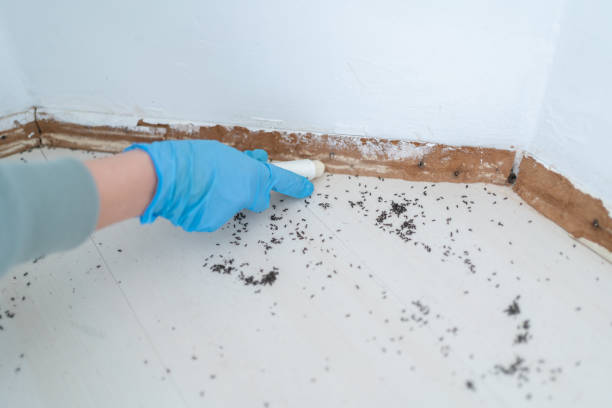 Best Rat Extermination Near Me  in Somerset, KY